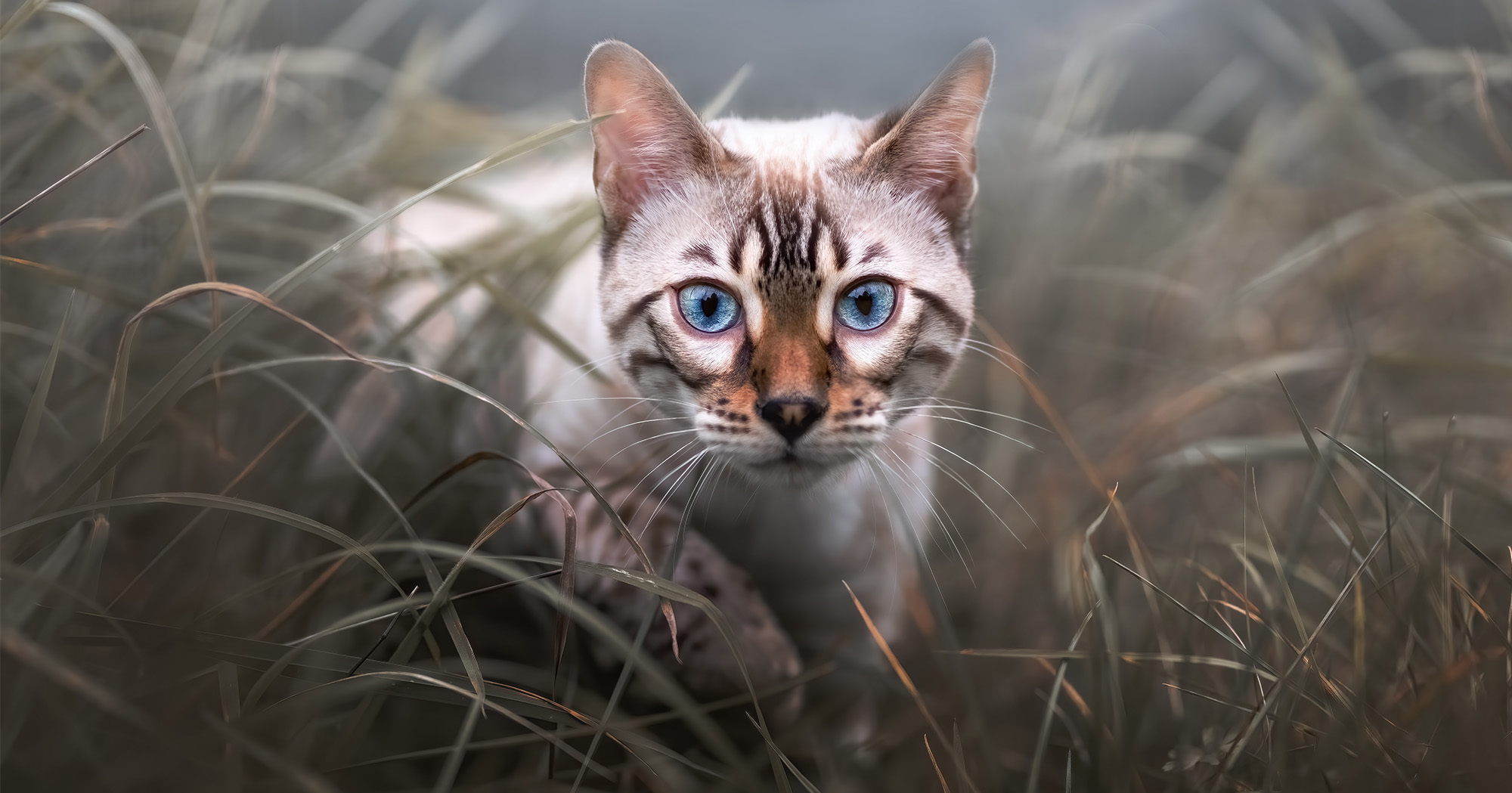 Rassekatze im Freilauf siamkatze-im-freilauf