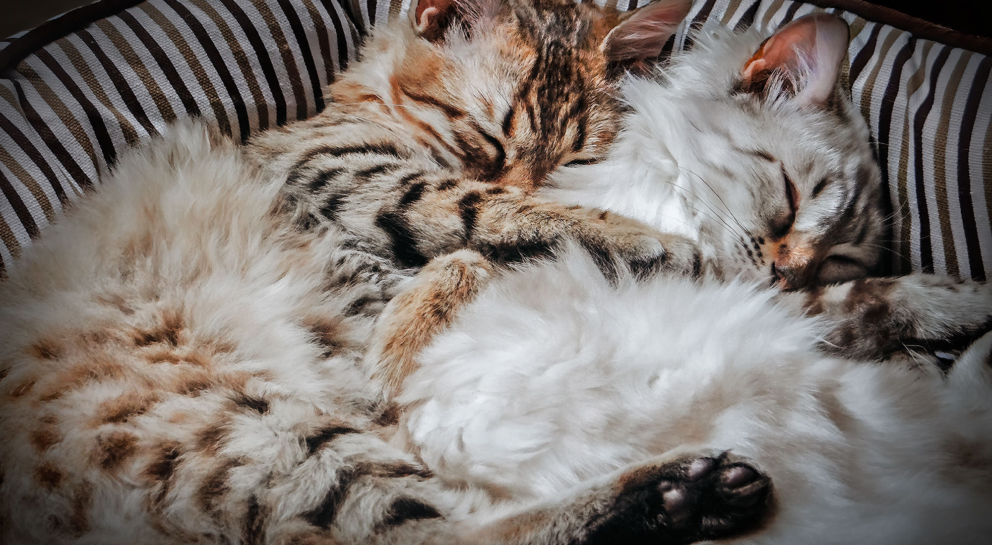 bengal-katzen wurfgeschwister zwei Kitten kuscheln zusammen