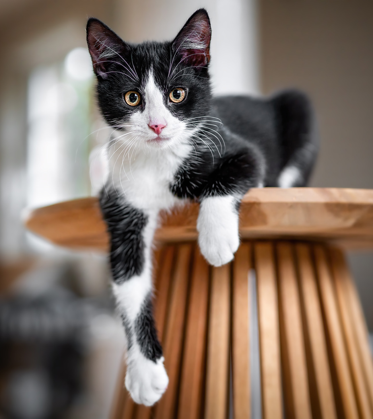 Katze soll nicht auf den Tisch katze-auf-dem-tisch